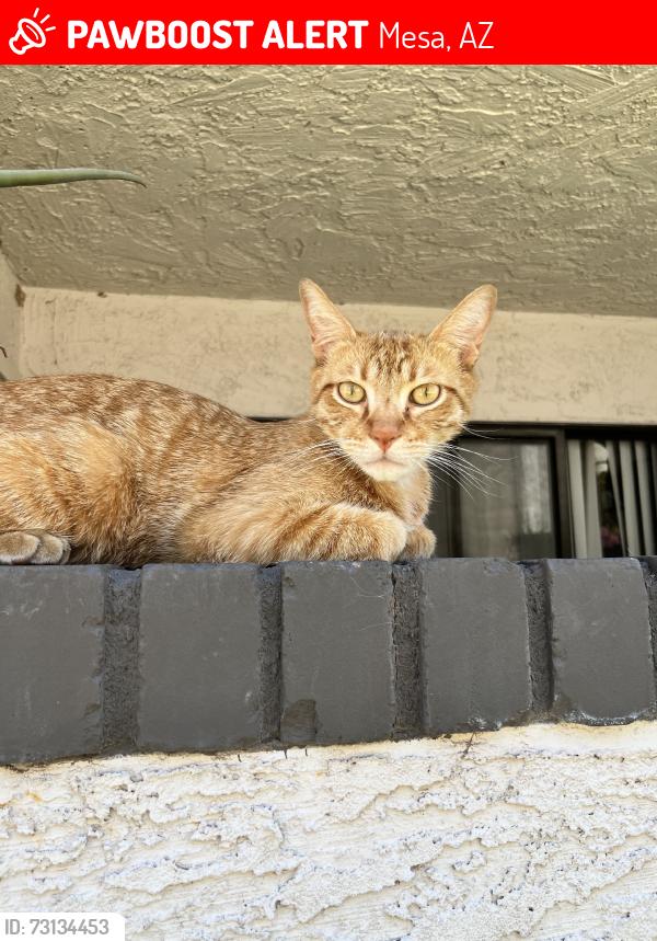 Lost Male Cat last seen Near E Inverness Ave, Mesa, AZ 85204
