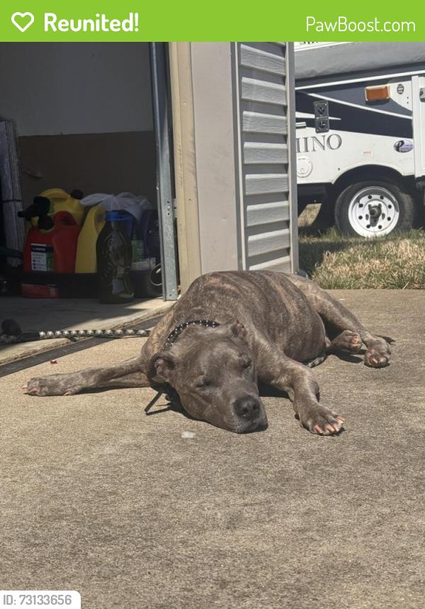 Reunited Male Dog last seen Near Rachel rd, Fayetteville, NC 28311