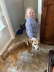 Reunited Male Dog last seen Elberta and North Houston Rd intersection, Warner Robins, GA 31093