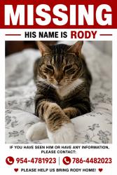 Lost Male Cat last seen Near Laguna Spring Weston Fo 33336, Weston, FL 33326