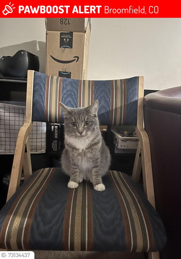 Lost Female Cat last seen Agate St Broomfield co, Broomfield, CO 80020