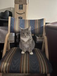 Lost Female Cat last seen Agate St Broomfield co, Broomfield, CO 80020