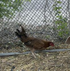 Shelter Stray Female Bird last seen Near BLOCK W ROCK RIVER RD, WEST VALLEY CITY UT 84119, 4522 W 3500 S, West Valley City, UT 84120, USA