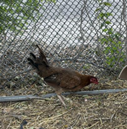 Shelter Stray Female Bird last seen Near BLOCK W ROCK RIVER RD, WEST VALLEY CITY UT 84119, 4522 W 3500 S, West Valley City, UT 84120, USA