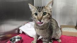 Shelter Stray Female Cat last seen RT 66, 8920 Lomas Blvd NE, Albuquerque, NM 87112, USA