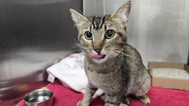 Shelter Stray Female Cat last seen RT 66, 8920 Lomas Blvd NE, Albuquerque, NM 87112, USA