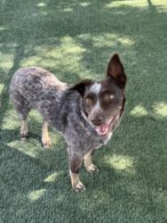 Shelter Stray Female Dog last seen , West Valley Animal Shelter, 20655 Plummer St, Chatsworth, CA 91311, USA