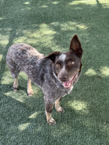 Shelter Stray Female Dog last seen , West Valley Animal Shelter, 20655 Plummer St, Chatsworth, CA 91311, USA