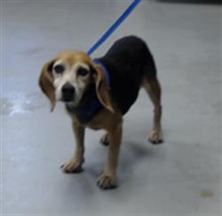 Shelter Stray Female Dog last seen Near BLOCK SNOWBIRD RD, FAYETTEVILLE NC 28312, 4704 Corporation Dr, Fayetteville, NC 28306, USA