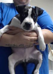 Shelter Stray Male Dog last seen Near BLOCK PLYMOUTH ST, FAYETTEVILLE NC 28312, 4704 Corporation Dr, Fayetteville, NC 28306, USA