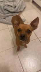 Reunited Female Dog last seen Ashlan Ave & Fowler Ave, Clovis, CA 93611, USA, Clovis, CA 93611