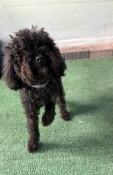 Shelter Stray Male Dog last seen , 4275 Elton St, Baldwin Park, CA 91706, USA