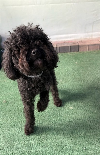 Shelter Stray Male Dog last seen , 4275 Elton St, Baldwin Park, CA 91706, USA