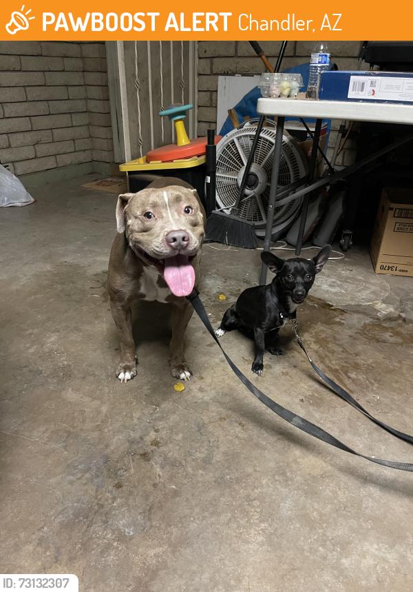 Found/Stray Male Dog last seen Hartford Rd & Orchid Ln, Chandler, AZ 85224