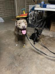Found/Stray Male Dog last seen Hartford Rd & Orchid Ln, Chandler, AZ 85224