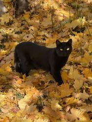 Reunited Female Cat last seen Fruitland Dr, Ogden, UT 84414