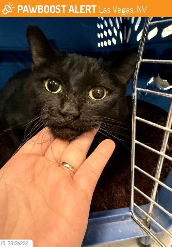 Found/Stray Female Cat last seen Near Ladue Drive, Las Vegas, NV 89128