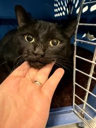 Found/Stray Female Cat last seen Near Ladue Drive, Las Vegas, NV 89128