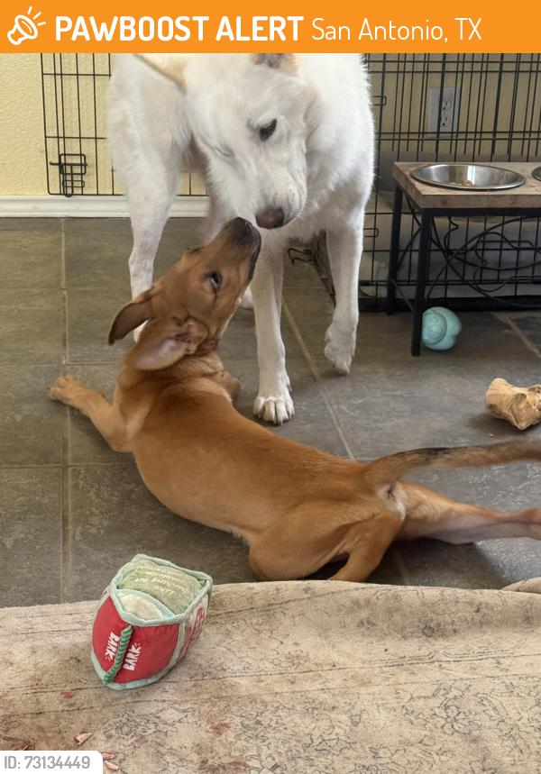 Found/Stray Male Dog last seen Heritage way, Potranco, culebra meat market, San Antonio, TX 78245