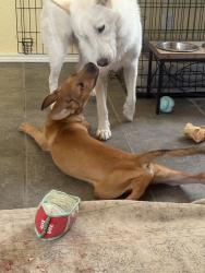 Found/Stray Male Dog last seen Heritage way, Potranco, culebra meat market, San Antonio, TX 78245