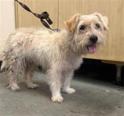 Shelter Stray Female Dog last seen , 600 Aviation Dr, Camarillo, CA 93010, USA