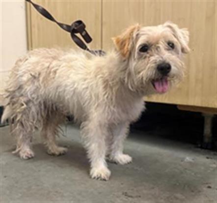Shelter Stray Female Dog last seen , 600 Aviation Dr, Camarillo, CA 93010, USA