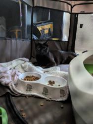 Reunited Unknown Cat last seen element 170 apmts parking lot, Beaverton, OR 97003