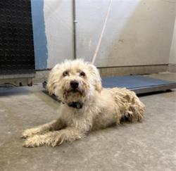 Shelter Stray Male Dog last seen , 600 Aviation Dr, Camarillo, CA 93010, USA