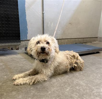 Shelter Stray Male Dog last seen , 600 Aviation Dr, Camarillo, CA 93010, USA