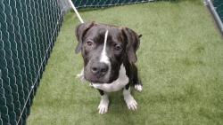 Shelter Stray Male Dog last seen , 11258 Garfield Ave, Downey, CA 90242, USA