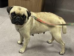 Shelter Stray Female Dog last seen , 38550 Sierra Hwy, Palmdale, CA 93550, USA