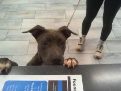 Shelter Stray Male Dog last seen CHARLOTTE, 8315 Byrum Dr, Charlotte, NC 28217, USA