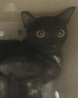 Shelter Stray Female Cat last seen , 232 Eslinger Way, Sanford, FL 32773, USA