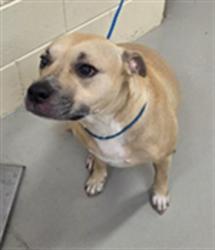 Shelter Stray Female Dog last seen , 232 Eslinger Way, Sanford, FL 32773, USA