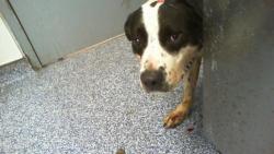 Shelter Stray Male Dog last seen CHARLOTTE, 8315 Byrum Dr, Charlotte, NC 28217, USA