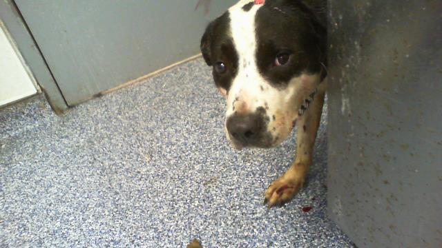 Shelter Stray Male Dog last seen CHARLOTTE, 8315 Byrum Dr, Charlotte, NC 28217, USA
