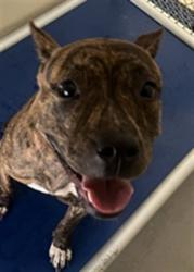 Shelter Stray Female Dog last seen , 232 Eslinger Way, Sanford, FL 32773, USA