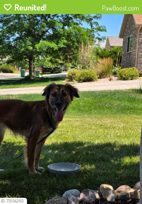Reunited Female Dog last seen 134th & Jersey Street, Thornton, CO 80602