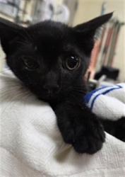 Shelter Stray Male Cat last seen , 232 Eslinger Way, Sanford, FL 32773, USA