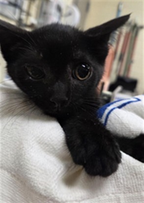 Shelter Stray Male Cat last seen , 232 Eslinger Way, Sanford, FL 32773, USA