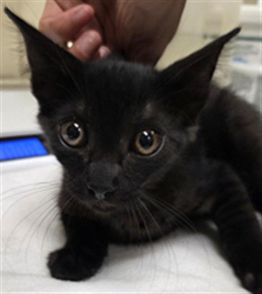 Shelter Stray Unknown Cat last seen , 232 Eslinger Way, Sanford, FL 32773, USA