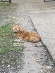 Lost Male Cat last seen Lawrence and beachfront trail, Chicago, IL 60640