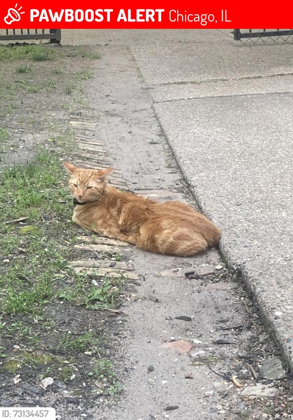 Lost Male Cat last seen Lawrence and beachfront trail, Chicago, IL 60640