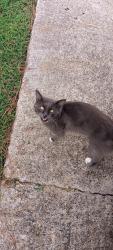 Found/Stray Unknown Cat last seen Prairie Flower Circle, Bryan, TX 77802