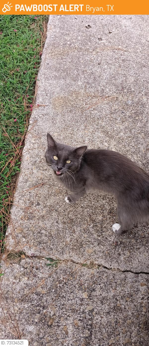 Found/Stray Unknown Cat last seen Prairie Flower Circle, Bryan, TX 77802