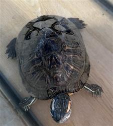 Shelter Stray Female Other last seen Near BLOCK E ALRU ST, 333 Chandler Pl, San Bernardino, CA 92408, USA