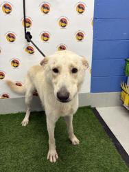 Shelter Stray Male Dog last seen MELVINE RD, 19640 Dogpatch Ln, Land O' Lakes, FL 34638, USA