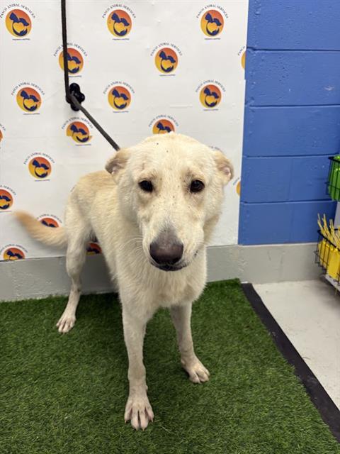 Shelter Stray Male Dog last seen MELVINE RD, 19640 Dogpatch Ln, Land O' Lakes, FL 34638, USA