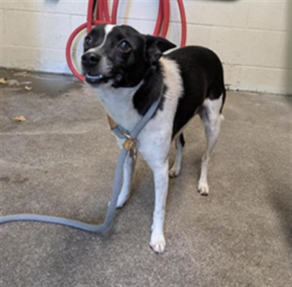 Shelter Stray Male Dog last seen 24TH ST & FERNANDEZ DR, 2127 Front St, Sacramento, CA 95818, USA