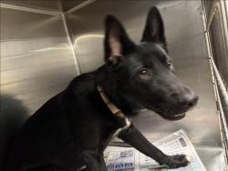 Shelter Stray Male Dog last seen , 14409 Vanowen St, Van Nuys, CA 91405, USA